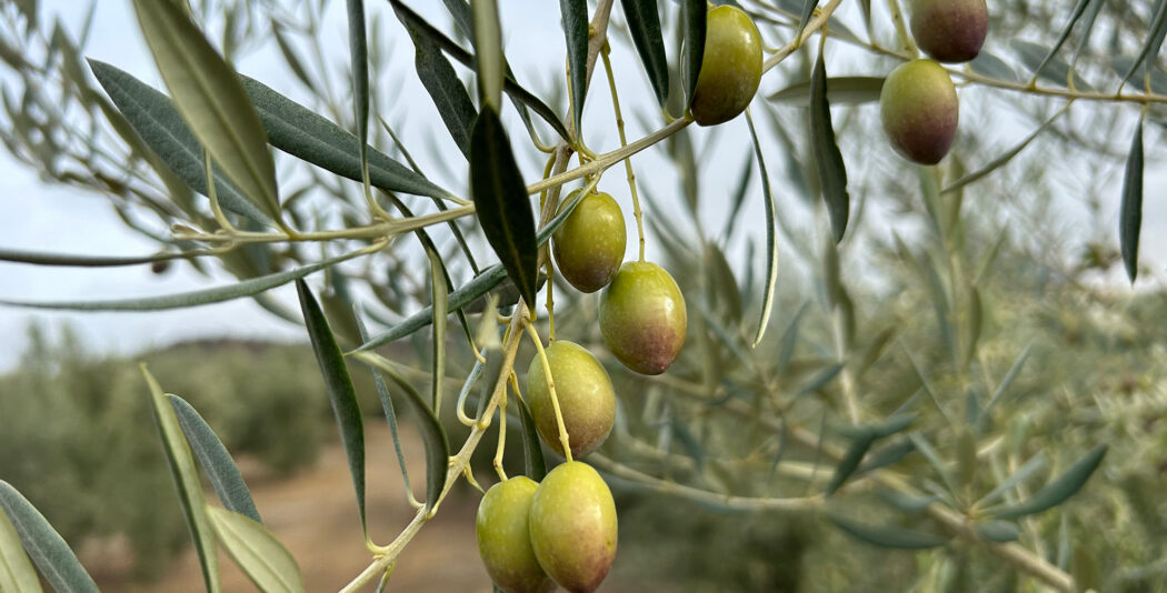 85 Preguntas y respuestas sobre la norma de calidad del aceite de oliva