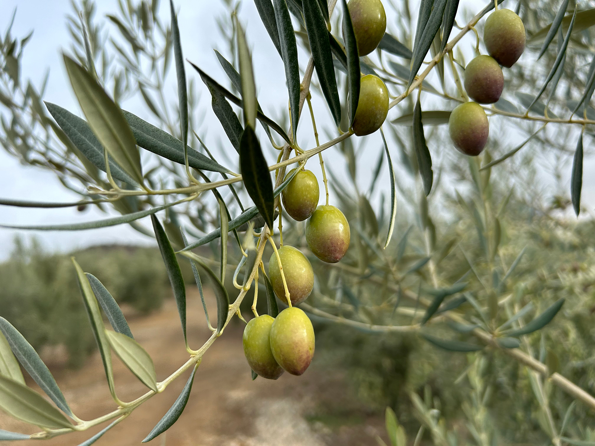 85 Preguntas y respuestas sobre la norma de calidad del aceite de oliva