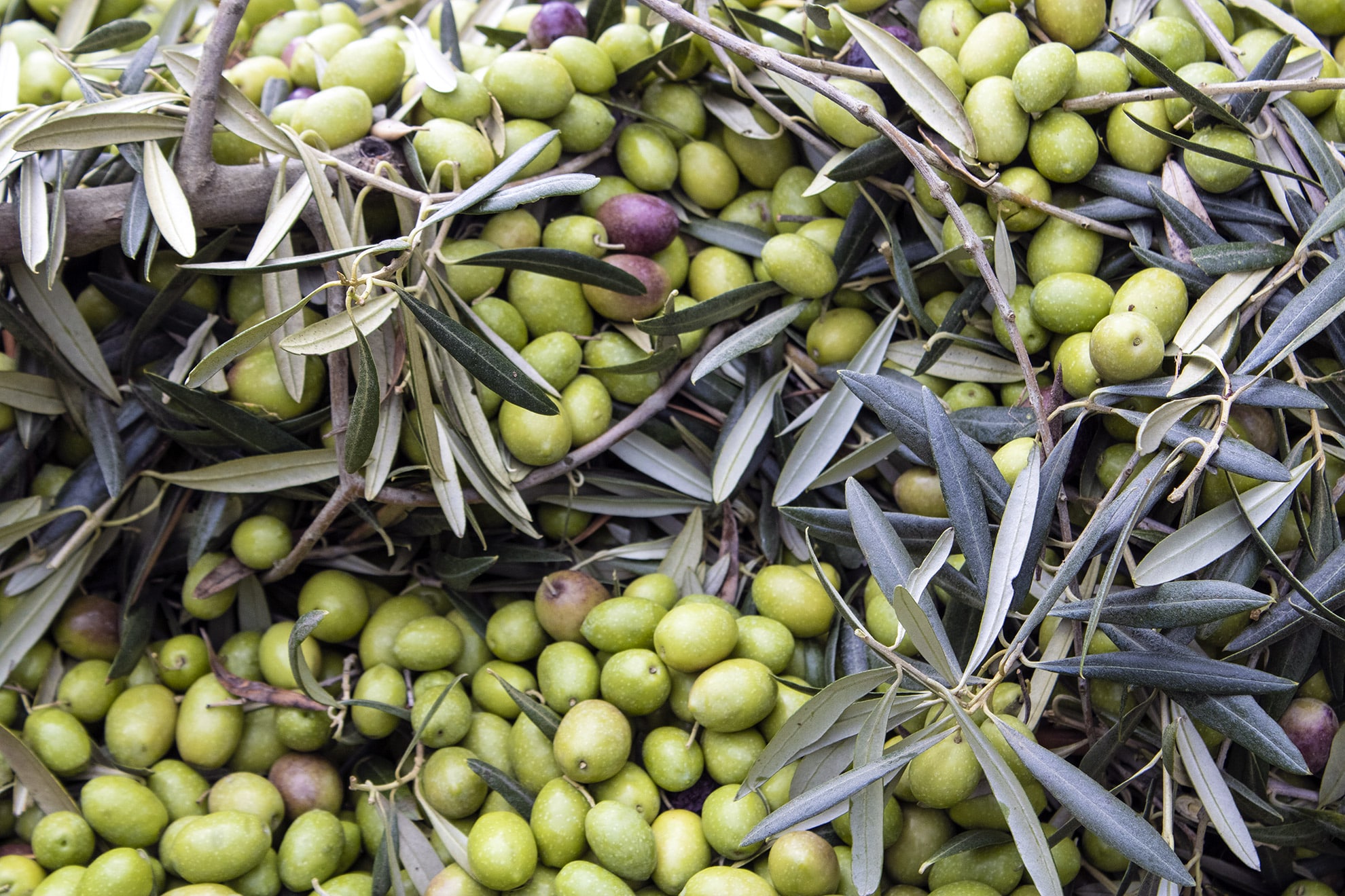 El Mercado del Aceite de Oliva en Bélgica